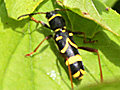 Clytus arietis